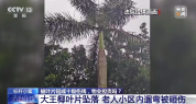 老人小区遛弯被20斤叶子砸伤 物业担责赔4万
