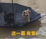 这一幕太暖心！男孩积水中用伞当船守护狗狗