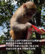 游客游玩景区被猴子抢走辣条：我还一口没吃呢