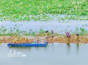 江苏泗洪：栽插蒲草 恢复湿地生态