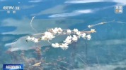 柳叶小舟、湿地草排……泛舟湖上解锁新玩法！