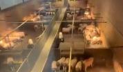 猪景房8888元一晚还送一头猪 独特住宿体验引发热议