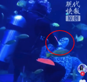 海龟遭潜水员锁喉引争议，唐山海洋馆回应：涉事人员已离职