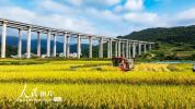 贵州从江：抢收稻谷保归仓