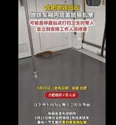 合肥地铁车厢窜入黄鼠狼 罕见情况引发关注