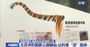 短尾母虎现身国家公园 “完达山一号”或“脱单”