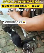 天气转凉启动车辆前一定要检查 男子在车头缝隙里掏出一家子猫