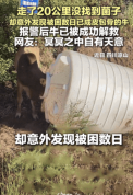 男子进山没找到菌子却发现被困黄牛