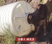 男子进山发现被困黄牛 意外救牛显温情