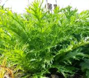 明日霜降 这5种蔬菜还能种 耐寒易管护