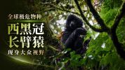全球极危物种西黑冠长臂猿现身大众视野 近距离接触引关注