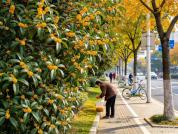 路边桂花不建议采摘食用 多重污染风险需警惕