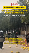 橘子洲景区回应游客捡拾柚子满载而归 景区解释安全考虑