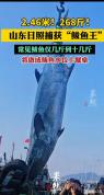 渔民捕获268斤鲅鱼王引围观 罕见巨物成焦点