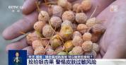 银杏果加热了再吃也可能中毒 警惕食用风险