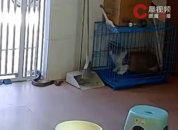 蛇溜进屋内小猫察觉后和蛇对峙 主人回应
