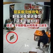 野兔窜进餐馆店主一筐扣住 深夜意外访客被放生