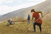西藏：田间耕种忙