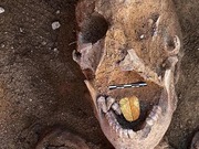 이집트 미니아주. 2500년전의 고분 발견