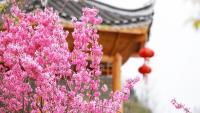 벚꽃이 만개한 구이저우 첸둥난주