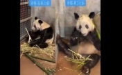 北京动物园已正式收到通知 将参与丫丫回国护送工作