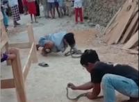印尼耍蛇人表演时被蛇咬死，其在亲吻这条蛇时被咬住了鼻子