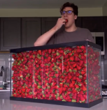 TikTok三千万的播放量！外国小哥挑战吃完一整箱的草莓