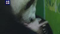 唯一大熊猫三胞胎老大"萌萌"当妈妈了