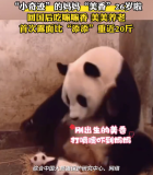 大熊猫“美香”迎来26岁生日，这也是它回国后的第一个生日