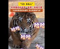 这只老虎怎么猫里猫气的 小老虎与饲养员温馨互动