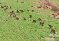 浙江一地50多只野猴下山偷菜 人猴和谐共处