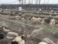 狐貉肉冒充牛羊兔肉销往多地 非法交易屡禁不止