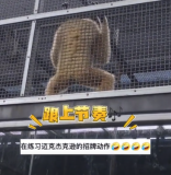 又“成精”了？南寧動物園長臂猿撓癢姿勢如MJ舞步