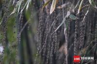 成都竹子开花 错过再等60年 罕见奇观引市民围观
