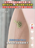 臭屁虫虫卵千万别碰 春季警惕虫卵出现