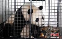 大熊猫“荷风”“兰韵”前往奥地利 开启十年旅居生活