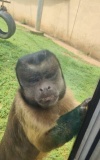 合肥動物園國字臉猴因丑萌出圈 聰明靈長類引游客贊嘆