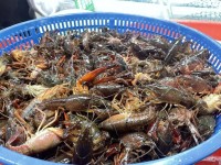 杭州小龍蝦大量上市價格腰斬 老板：再等等,，還會降
