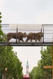 動(dòng)物園回應(yīng)將獅子放在空中走廊 已調(diào)整安置方案