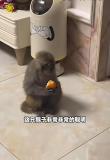 獼猴竄入27樓住戶家吃橘子 頑皮訪客終被捕獲