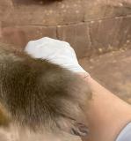 女子胳膊扎刺求助猴子 猴子“醫(yī)術(shù)”驚呆網(wǎng)友
