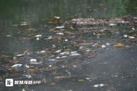 福州晉安湖出現(xiàn)大量死魚(yú) 強(qiáng)對(duì)流天氣致缺氧死亡