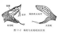女子被毒蛇咬傷兩年后仍有后遺癥 自救與教訓(xùn)并存