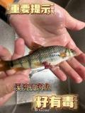 湖南多地上報(bào)吃溪石斑魚(yú)卵中毒事件 疾控中心發(fā)出警告