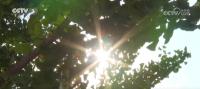 為什么北方多地悶熱天氣持續(xù) 濕熱空氣北上所致