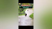兩狗分別的場(chǎng)景像極了演電視劇：每走幾步就忍不住回頭望