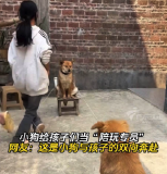 廣西李女士家小狗陪孩子跳皮筋性格沉穩(wěn)