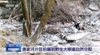 野生雄性大熊貓獨(dú)特求偶行為被拍到 珍貴影像記錄自然交配