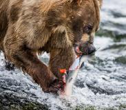 日本熊袭击数据 致死人数创历史新高