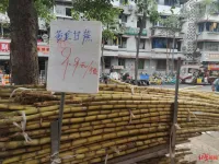 成都甘蔗集中上市 价格下降约30% 供应充足甜度高